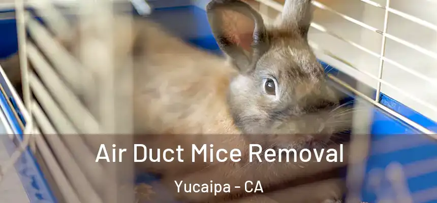  Air Duct Mice Removal Yucaipa - CA